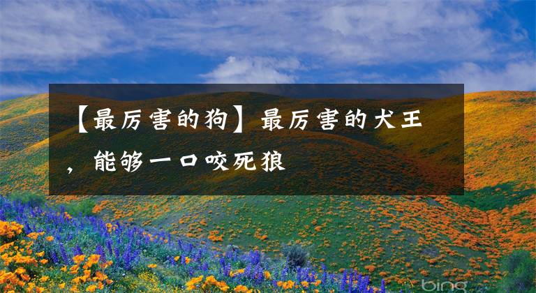 【最厉害的狗】最厉害的犬王,能够一口咬死狼