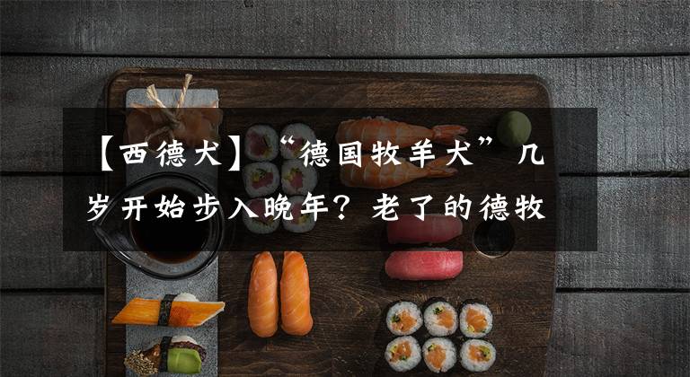 【西德犬】“德国牧羊犬”几岁开始步入晚年？老了的德牧如何照顾才正确？