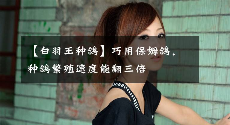 【白羽王种鸽】巧用保姆鸽，种鸽繁殖速度能翻三倍