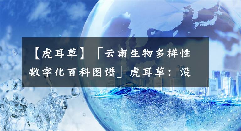 【虎耳草】「云南生物多样性数字化百科图谱」虎耳草：没有什么能够阻挡，对生存的向往