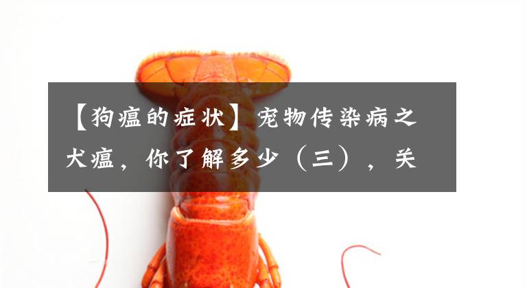 【狗瘟的症状】宠物传染病之犬瘟，你了解多少（三），关于临床诊断与治疗