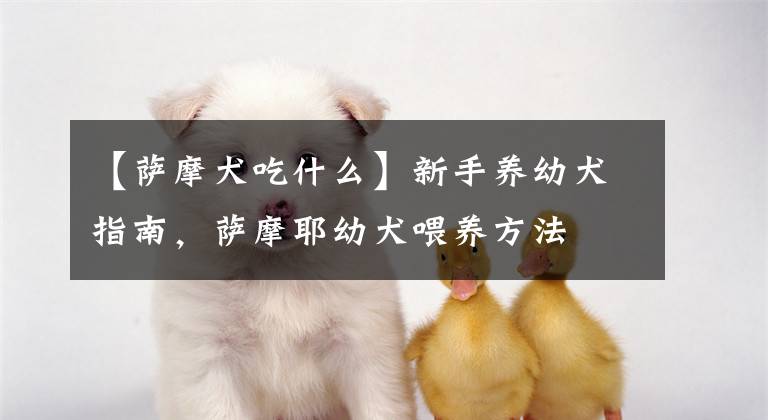 【萨摩犬吃什么】新手养幼犬指南,萨摩耶幼犬喂养方法
