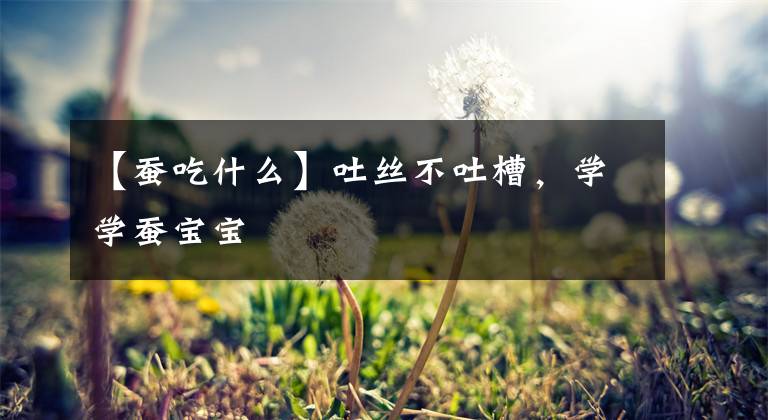 【蚕吃什么】吐丝不吐槽，学学蚕宝宝