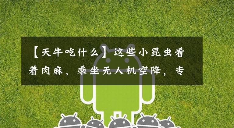 【天牛吃什么】这些小昆虫看着肉麻,乘坐无人机空降,专门吃松材线虫