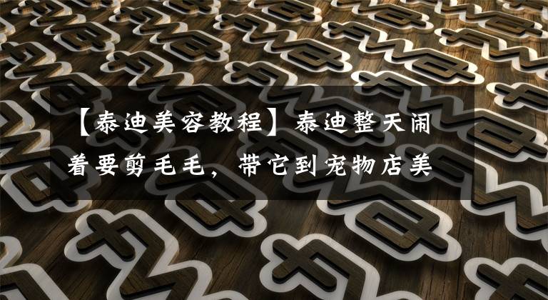 【泰迪美容教程】泰迪整天闹着要剪毛毛，带它到宠物店美容后立马变成玩具狗！