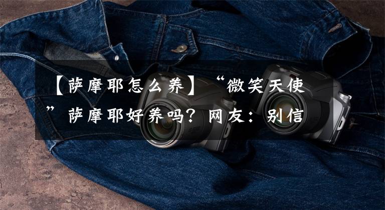 【萨摩耶怎么养】“微笑天使”萨摩耶好养吗?网友:别信,养了之后我就哭了