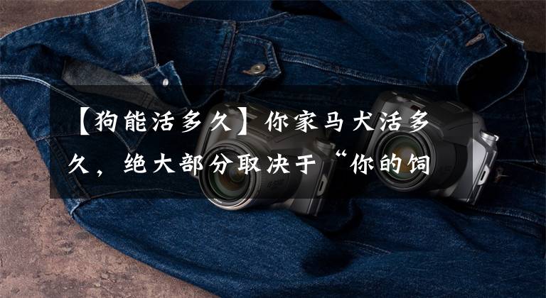 【狗能活多久】你家马犬活多久，绝大部分取决于“你的饲养方式”