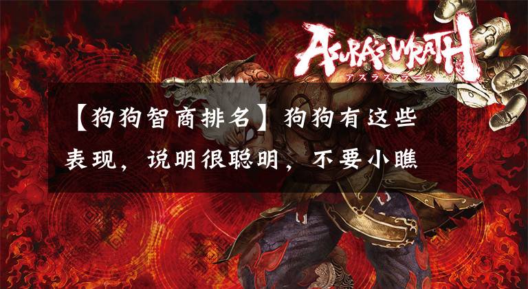 【狗狗智商排名】狗狗有这些表现，说明很聪明，不要小瞧它了