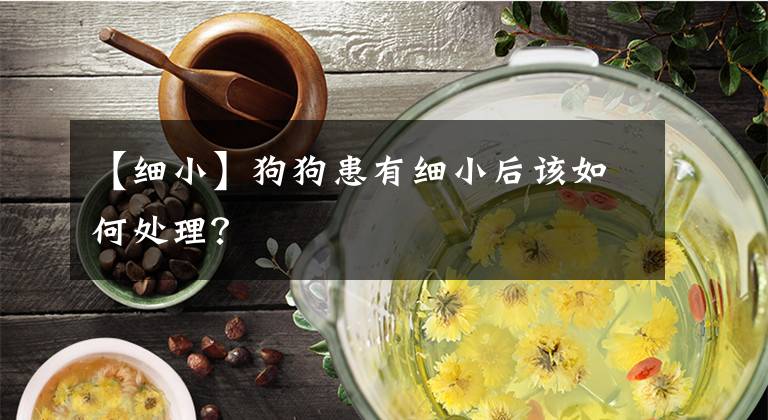 【细小】狗狗患有细小后该如何处理?