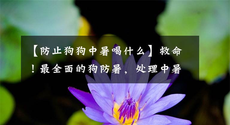 【防止狗狗中暑喝什么】救命！最全面的狗防暑，处理中暑的攻略。