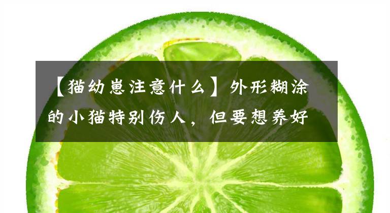 【猫幼崽注意什么】外形糊涂的小猫特别伤人，但要想养好，必须注意这7个方面