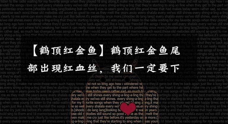 【鹤顶红金鱼】鹤顶红金鱼尾部出现红血丝，我们一定要下药治疗吗？