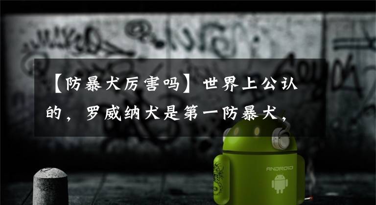 【防暴犬厉害吗】世界上公认的,罗威纳犬是第一防暴犬,你认可吗?