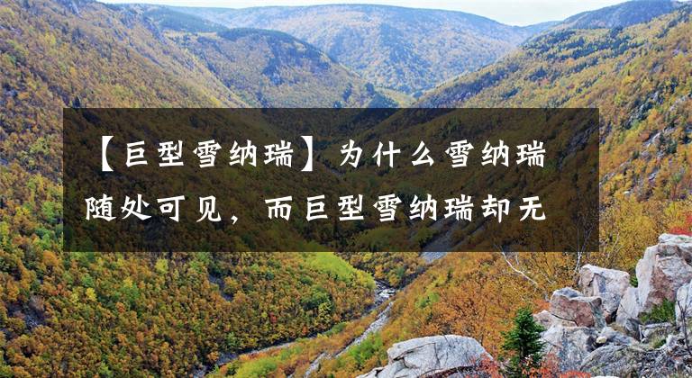 【巨型雪纳瑞】为什么雪纳瑞随处可见，而巨型雪纳瑞却无人问津？