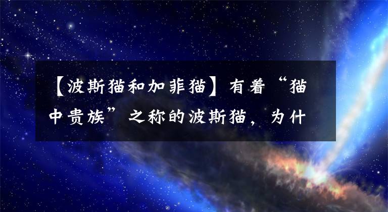 【波斯猫和加菲猫】有着“猫中贵族”之称的波斯猫，为什么越来越少人养？