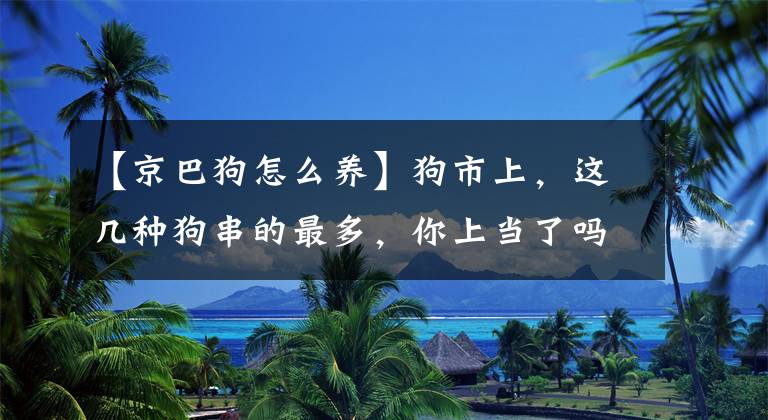 【京巴狗怎么养】狗市上,这几种狗串的最多,你上当了吗?