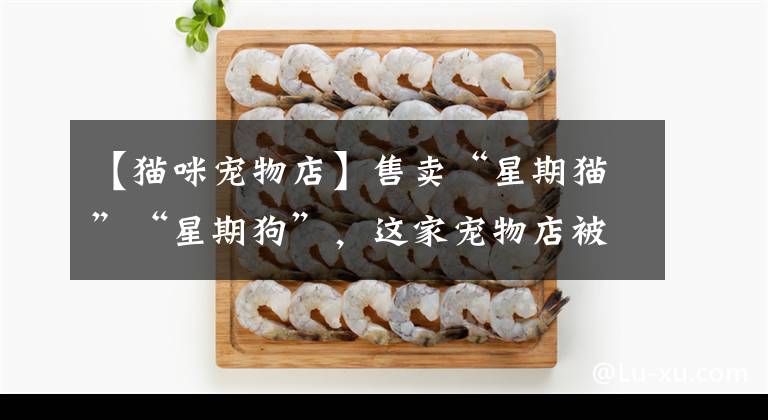 【猫咪宠物店】售卖“星期猫”“星期狗”，这家宠物店被罚51.5万元