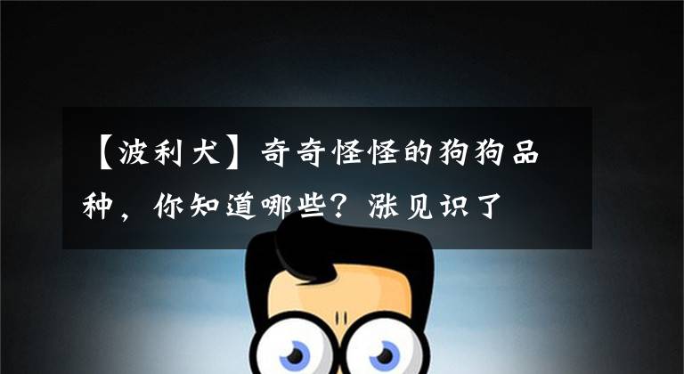 【波利犬】奇奇怪怪的狗狗品种，你知道哪些？涨见识了