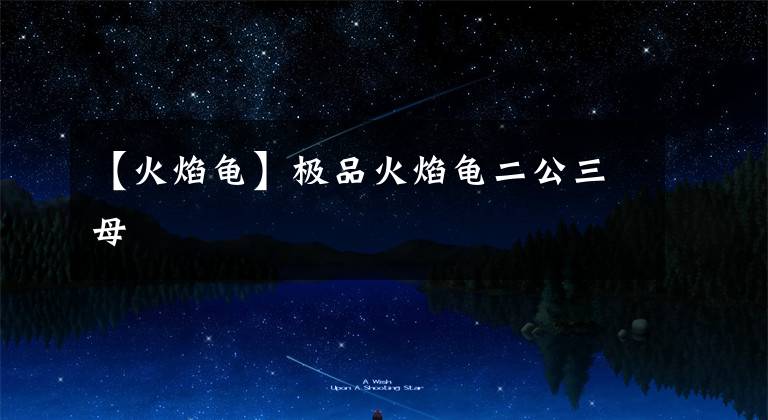 【火焰龟】极品火焰龟二公三母