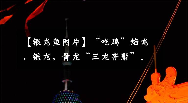 【银龙鱼图片】“吃鸡”焰龙、银龙、骨龙“三龙齐聚”，飞行器似来自远古时期