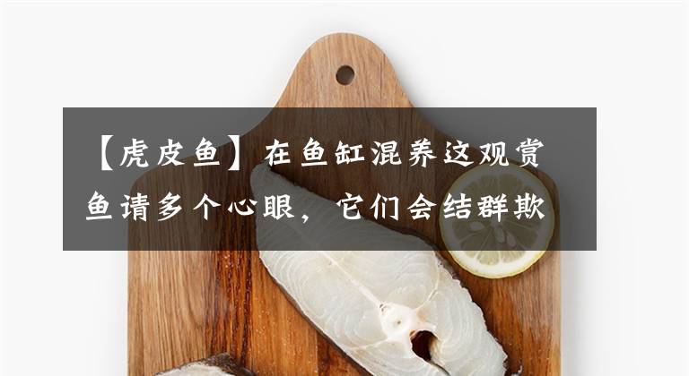 【虎皮鱼】在鱼缸混养这观赏鱼请多个心眼，它们会结群欺负其他鱼，甚至咬死