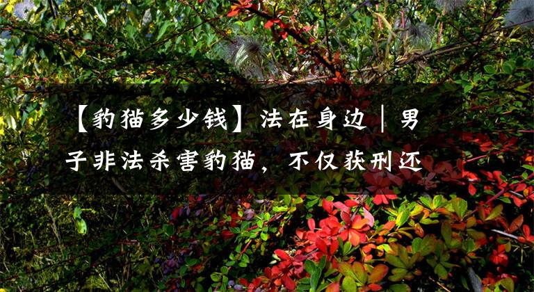 【豹猫多少钱】法在身边｜男子非法杀害豹猫，不仅获刑还要赔偿生态修复费