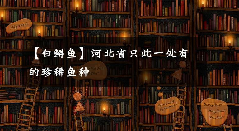 【白鲟鱼】河北省只此一处有的珍稀鱼种