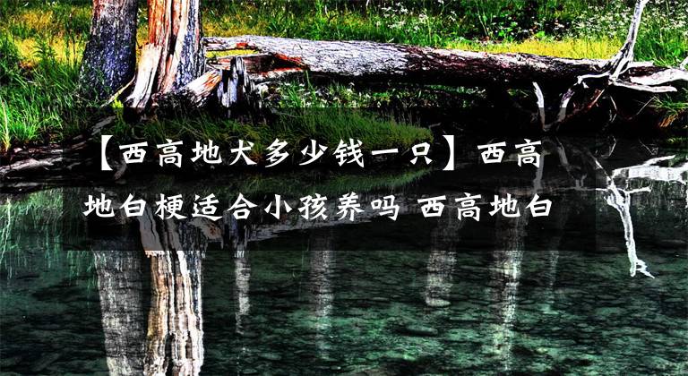 【西高地犬多少钱一只】西高地白梗适合小孩养吗 西高地白梗的性格特点