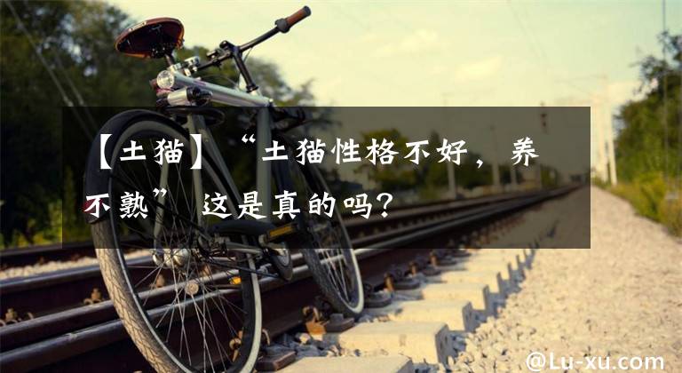 【土猫】“土猫性格不好，养不熟” 这是真的吗？
