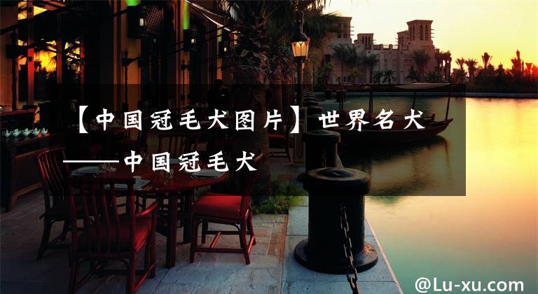 【中国冠毛犬图片】世界名犬——中国冠毛犬