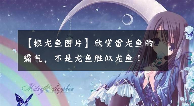 【银龙鱼图片】欣赏雷龙鱼的霸气，不是龙鱼胜似龙鱼！