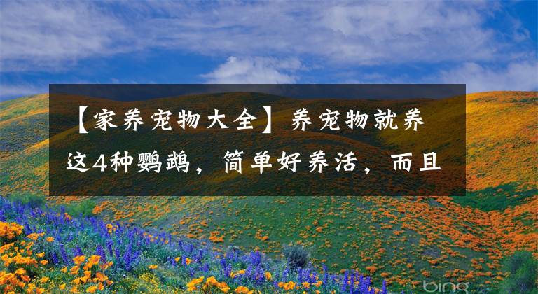 【家养宠物大全】养宠物就养这4种鹦鹉,简单好养活,而且寿命都非常的长