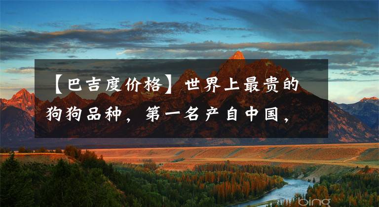 【巴吉度价格】世界上最贵的狗狗品种，第一名产自中国，称无价之宝，可遇不可求