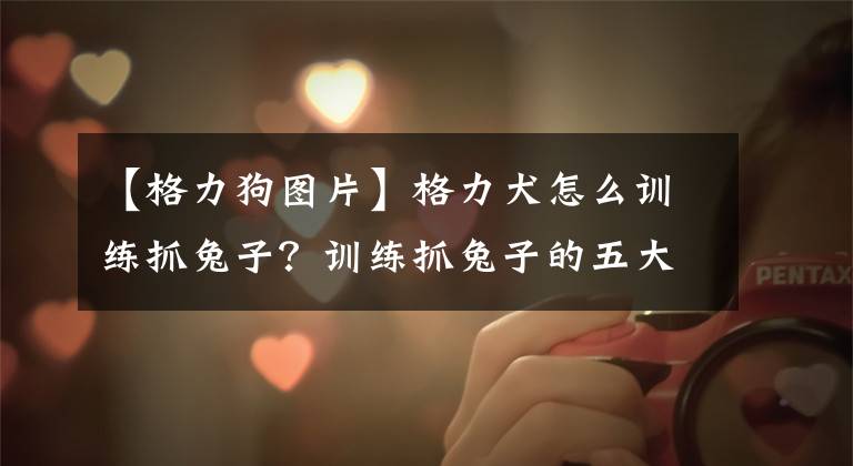 【格力狗图片】格力犬怎么训练抓兔子？训练抓兔子的五大要点介绍！