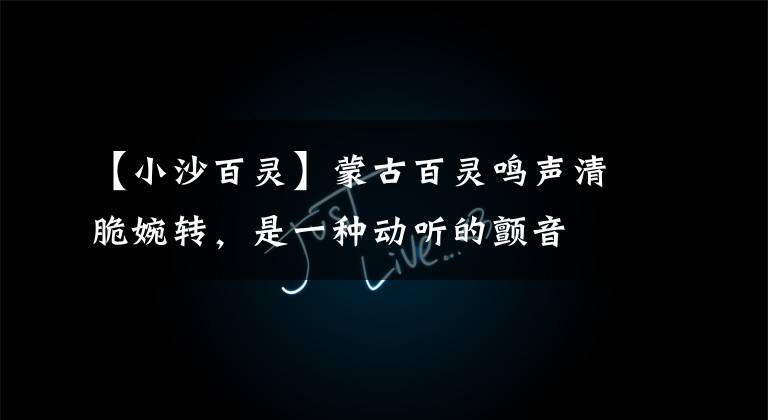 【小沙百灵】蒙古百灵鸣声清脆婉转，是一种动听的颤音