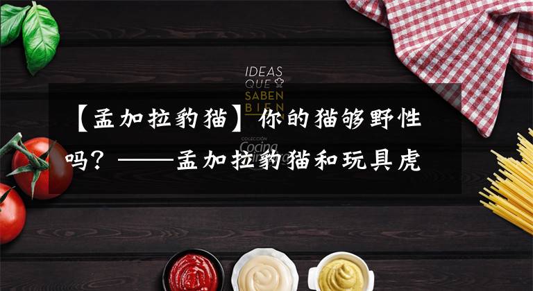 【孟加拉豹猫】你的猫够野性吗?——孟加拉豹猫和玩具虎猫的繁育故事