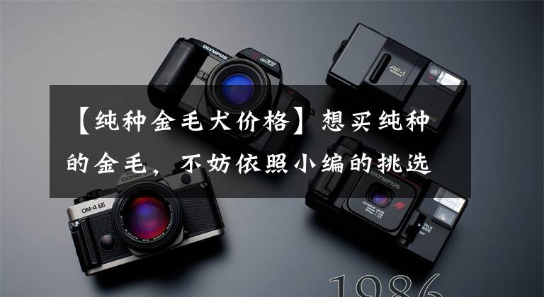 【纯种金毛犬价格】想买纯种的金毛，不妨依照小编的挑选标准来，起码不会被商贩坑