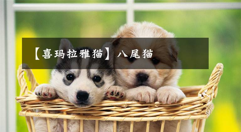 【喜玛拉雅猫】八尾猫