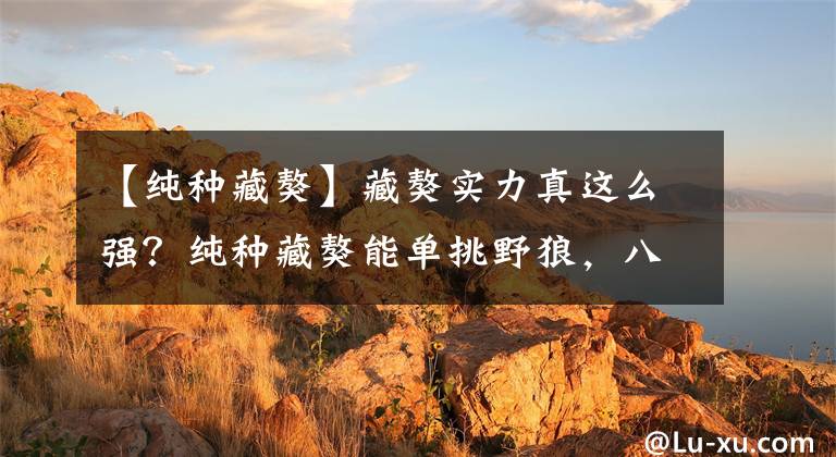 【纯种藏獒】藏獒实力真这么强?纯种藏獒能单挑野狼,八藏獒围攻一豹遭惨败