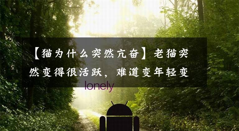 【猫为什么突然亢奋】老猫突然变得很活跃，难道变年轻变年轻了吗？了解猫甲状腺疾病。