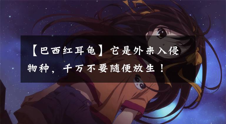 【巴西红耳龟】它是外来入侵物种，千万不要随便放生！