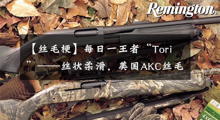 【丝毛梗】每日一王者“Tori”——丝状柔滑，美国AKC丝毛梗NO1