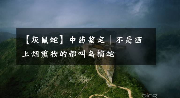 【灰鼠蛇】中药鉴定｜不是画上烟熏妆的都叫乌梢蛇