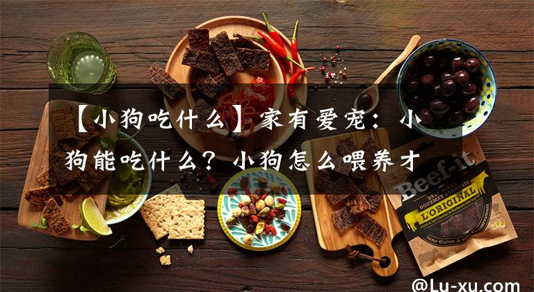【小狗吃什么】家有爱宠：小狗能吃什么？小狗怎么喂养才能健康成长？
