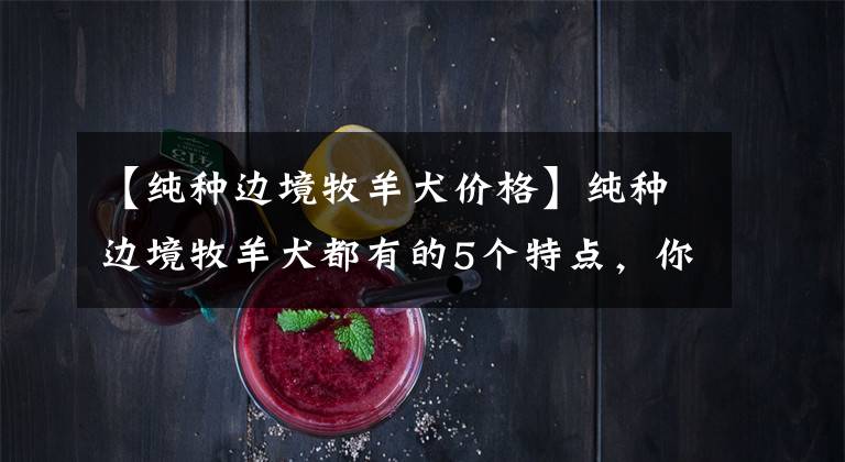【纯种边境牧羊犬价格】纯种边境牧羊犬都有的5个特点,你家狗狗纯吗?