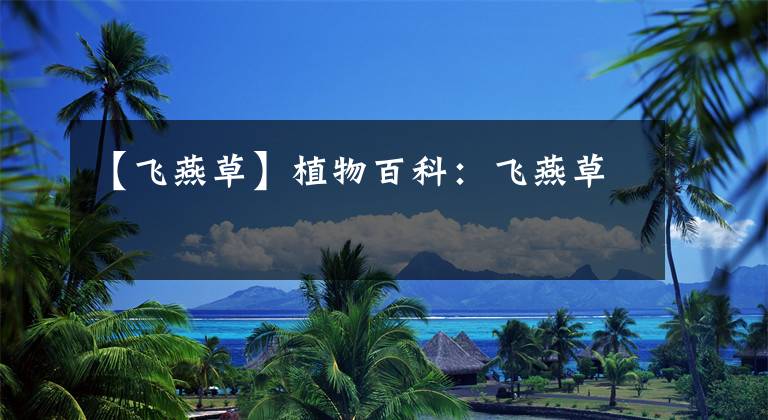 【飞燕草】植物百科：飞燕草