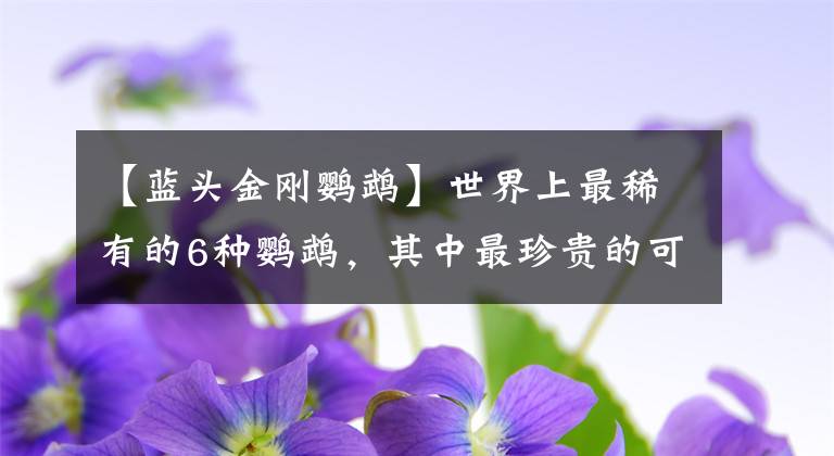 【蓝头金刚鹦鹉】世界上最稀有的6种鹦鹉，其中最珍贵的可以卖到20余万元一只！