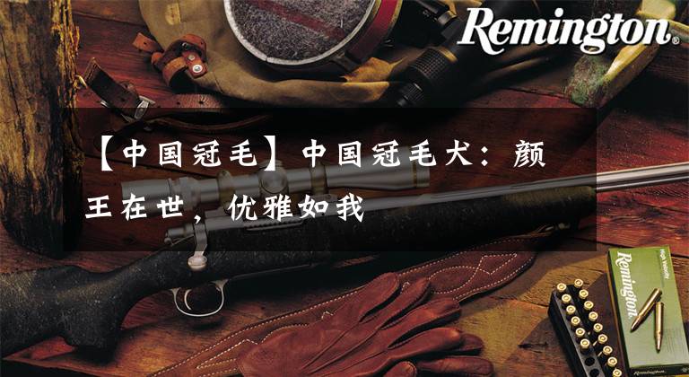 【中国冠毛】中国冠毛犬：颜王在世，优雅如我