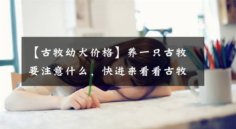 【古牧幼犬价格】养一只古牧要注意什么，快进来看看古牧铲屎官需要做哪些准备？