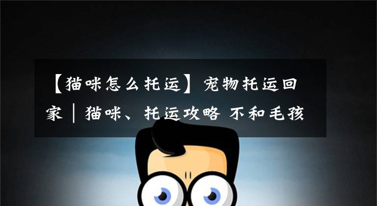 【猫咪怎么托运】宠物托运回家|猫咪、托运攻略 不和毛孩子“异地念”